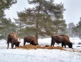 visite-reserve-bison-lozere-enfant