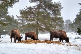 visite-reserve-bison-lozere-enfant