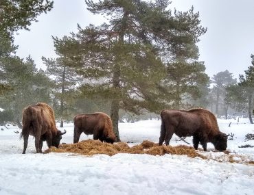 visite-reserve-bison-lozere-enfant