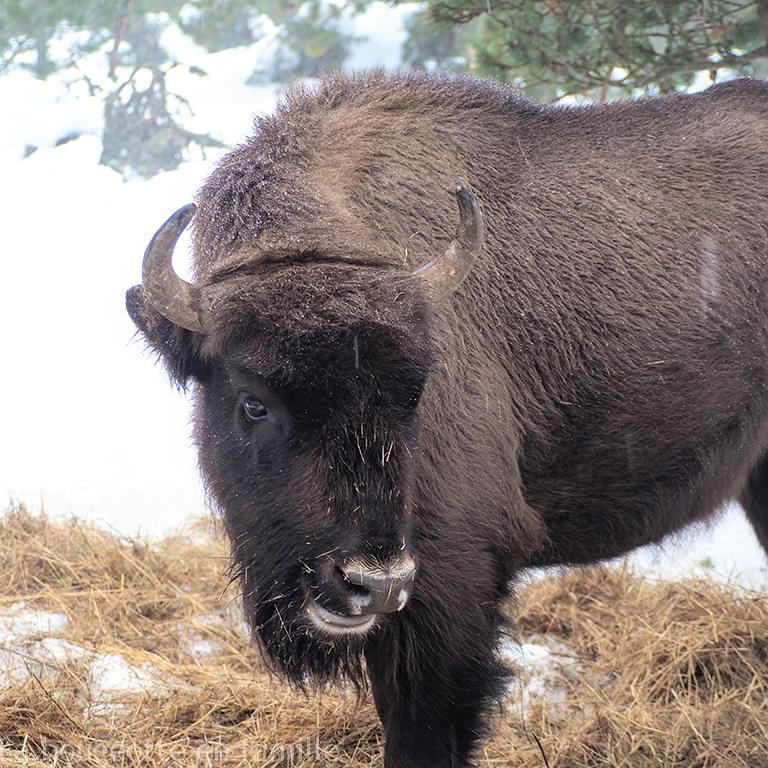 reserve-bison-lozere