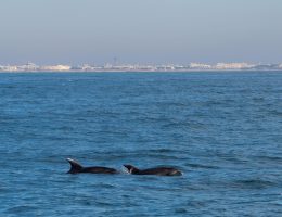 dauphins-grande-motte