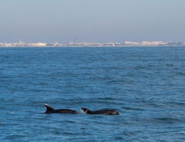 dauphins-grande-motte