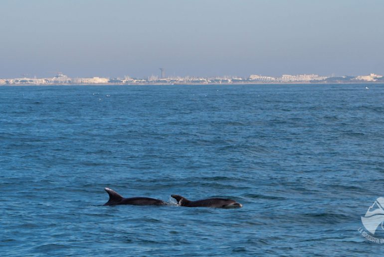 dauphins-grande-motte