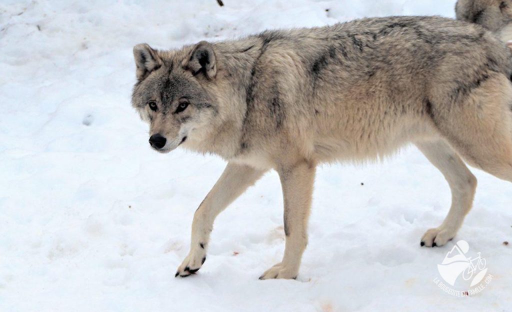 Voir les loups du Gévaudan en Lozère? - La bougeotte en famille
