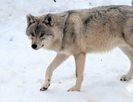 loups, gevaudan, lozere