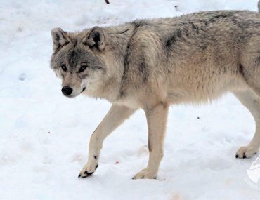 loups, gevaudan, lozere