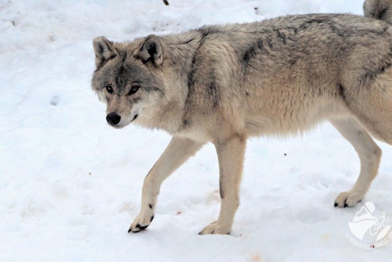 loups, gevaudan, lozere